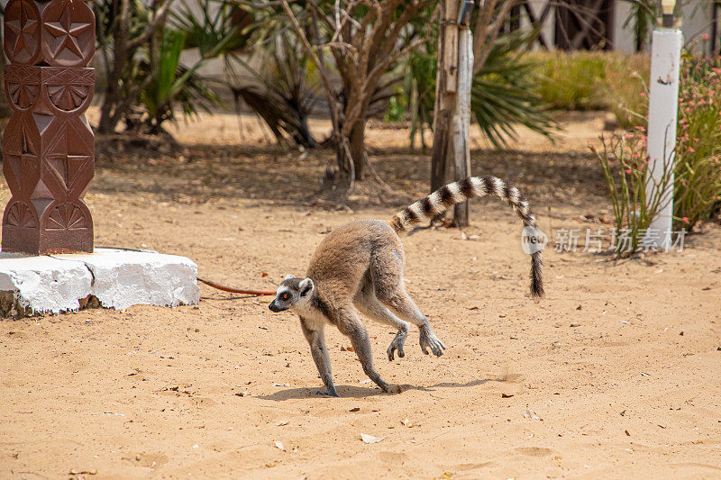 可爱的棕色狐猴(Eulemur fulvus)有橙色的眼睛。